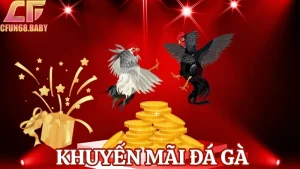 khuyến mãi đá gà