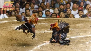 đá gà hàng xáo