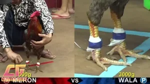 Đá Gà Khmer