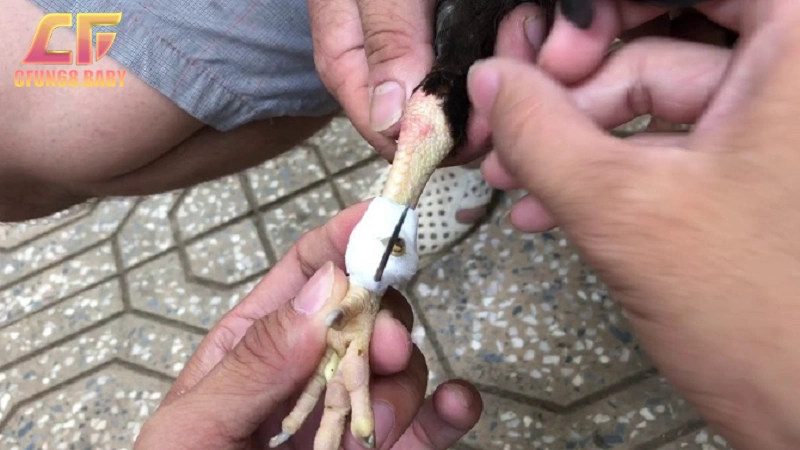 cách băng cựa gà Hướng dẫn cách băng cựa gà đúng chuẩn và an toàn