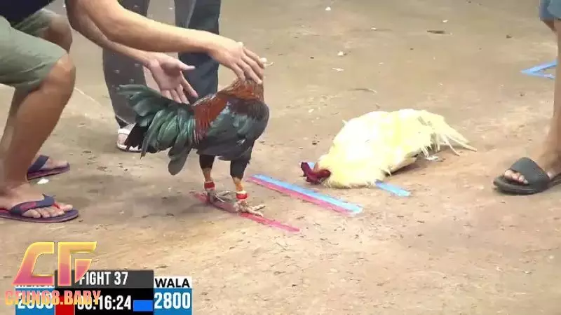 Đá Gà Khmer Đá Gà Khmer